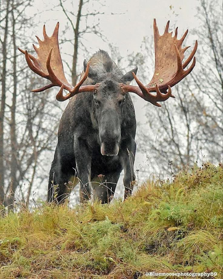 Chasse Orignal